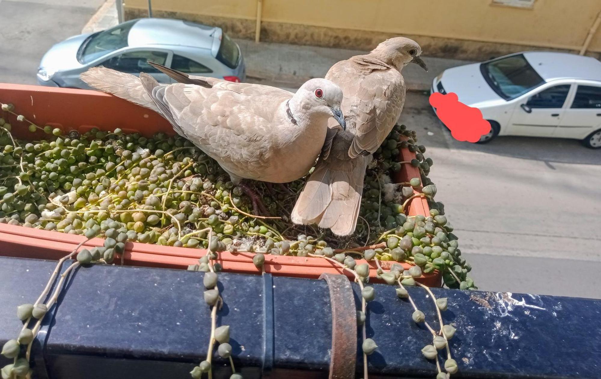شقة Quedar-Se A L'Alguer المظهر الخارجي الصورة