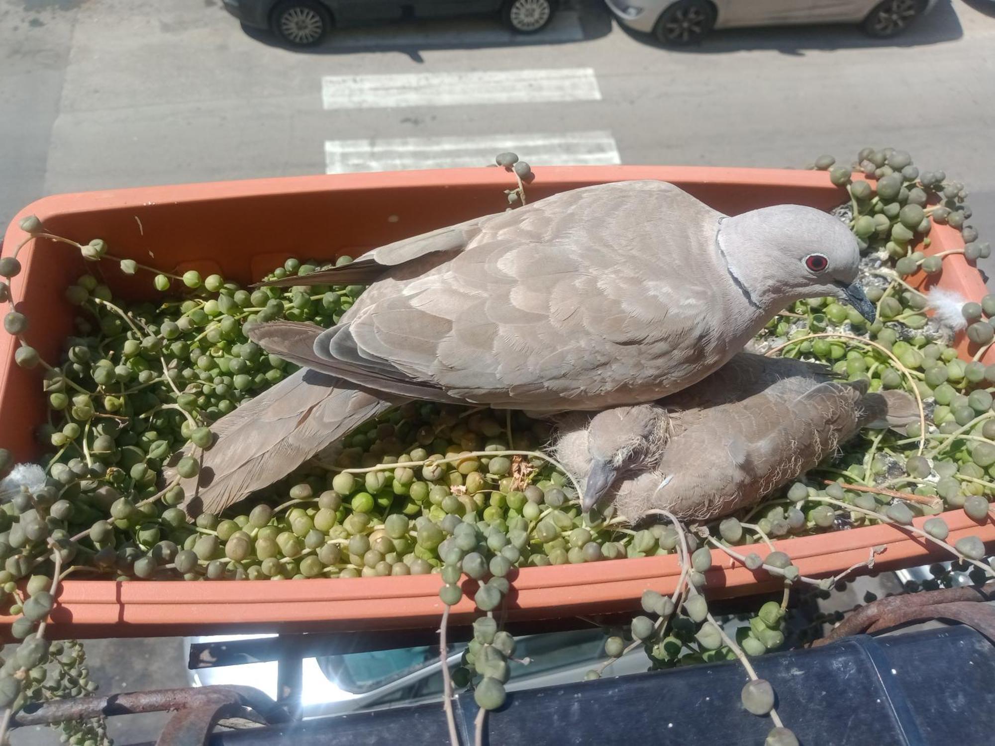 شقة Quedar-Se A L'Alguer المظهر الخارجي الصورة