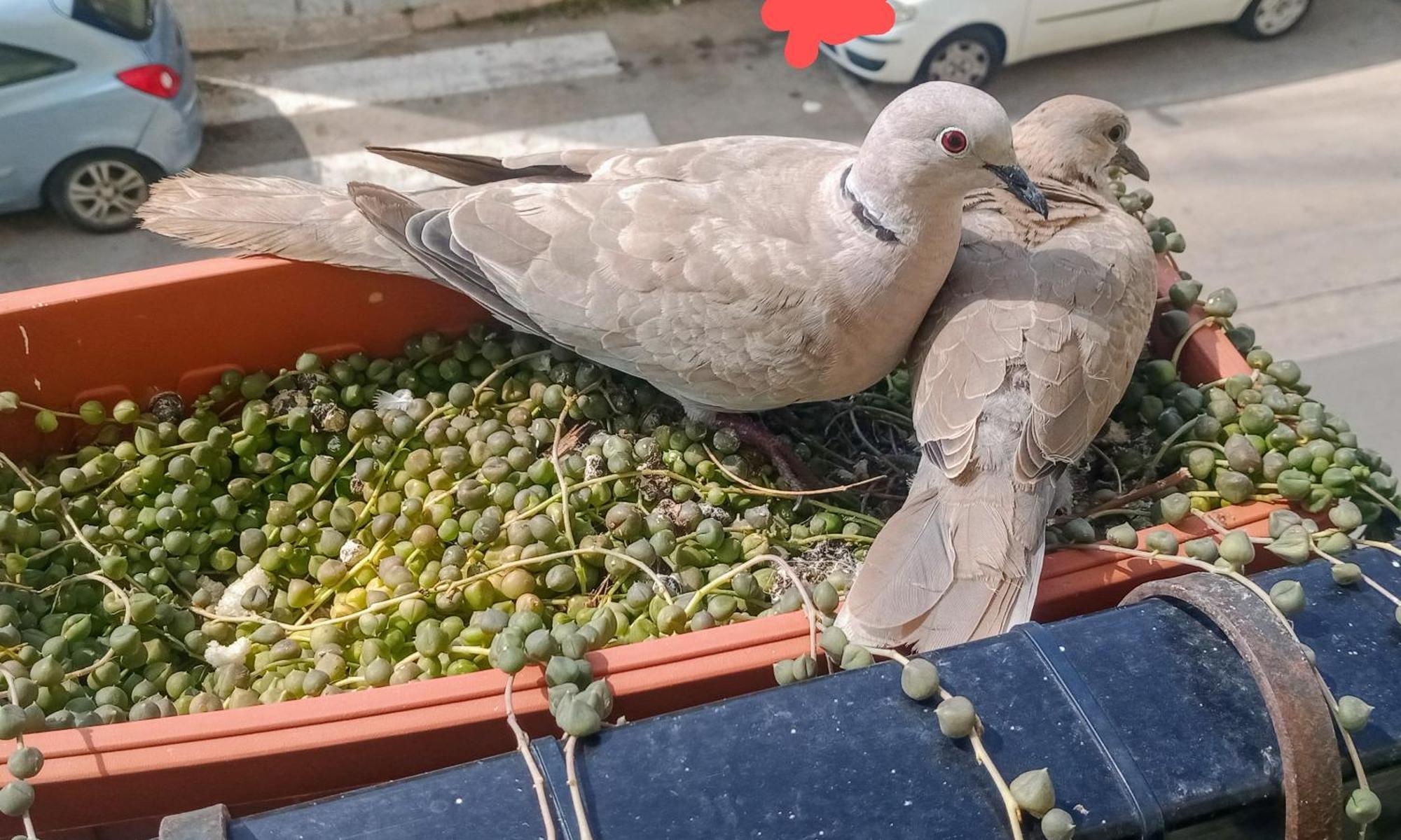 شقة Quedar-Se A L'Alguer المظهر الخارجي الصورة